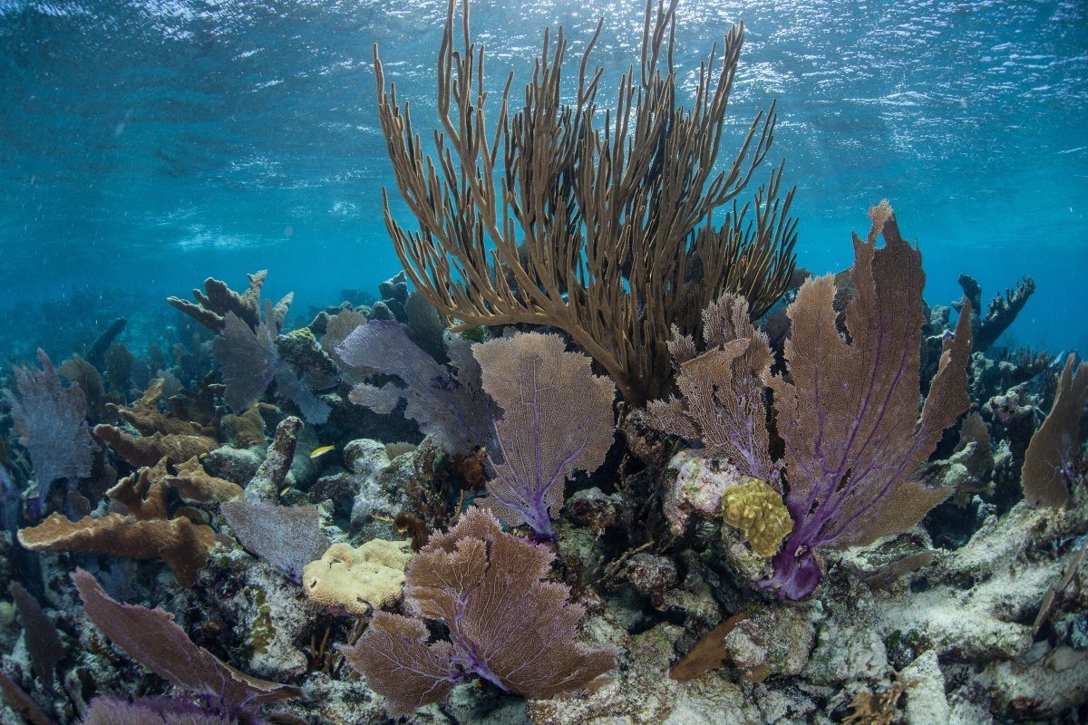 Coral Colonies, Turneffe Atoll, Belize