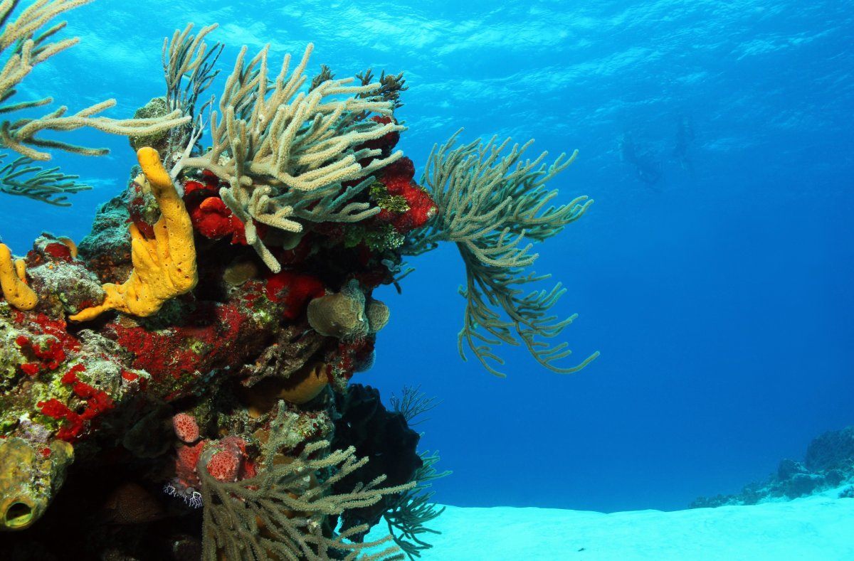 Corals on White Sand, Cozumel, Mexico