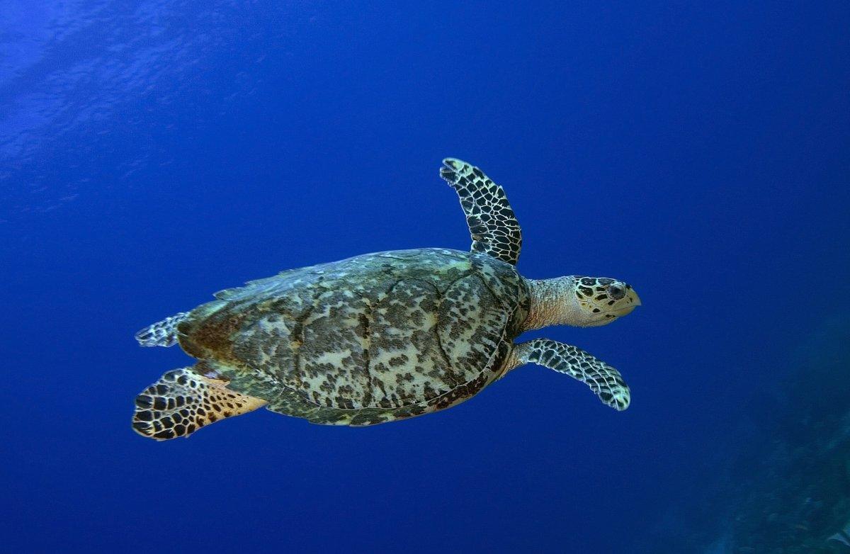 Hawksbill Sea Turtle, St. Lucia