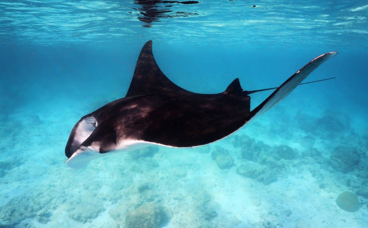 Manta Ray, Bonaire, Netherland Antilles