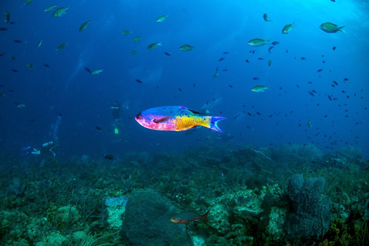 Peacock Wrasse, Tobago Cays