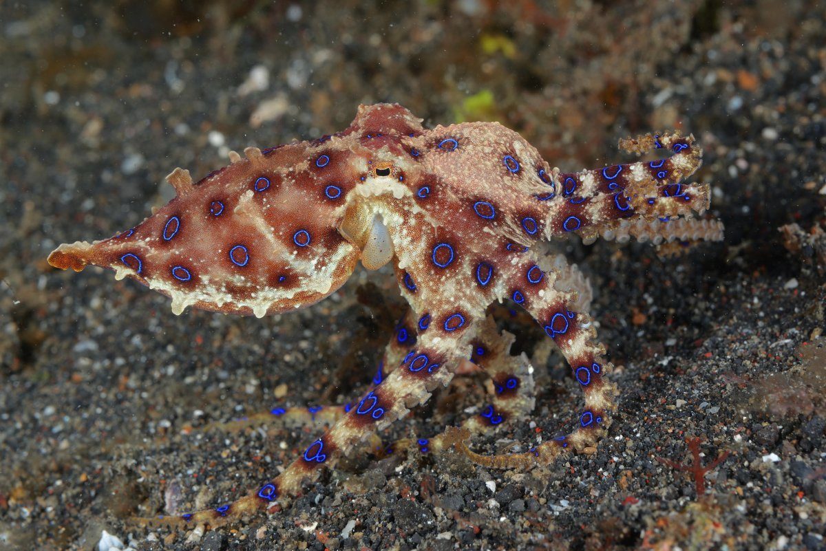 Blue-ringed-octopuses