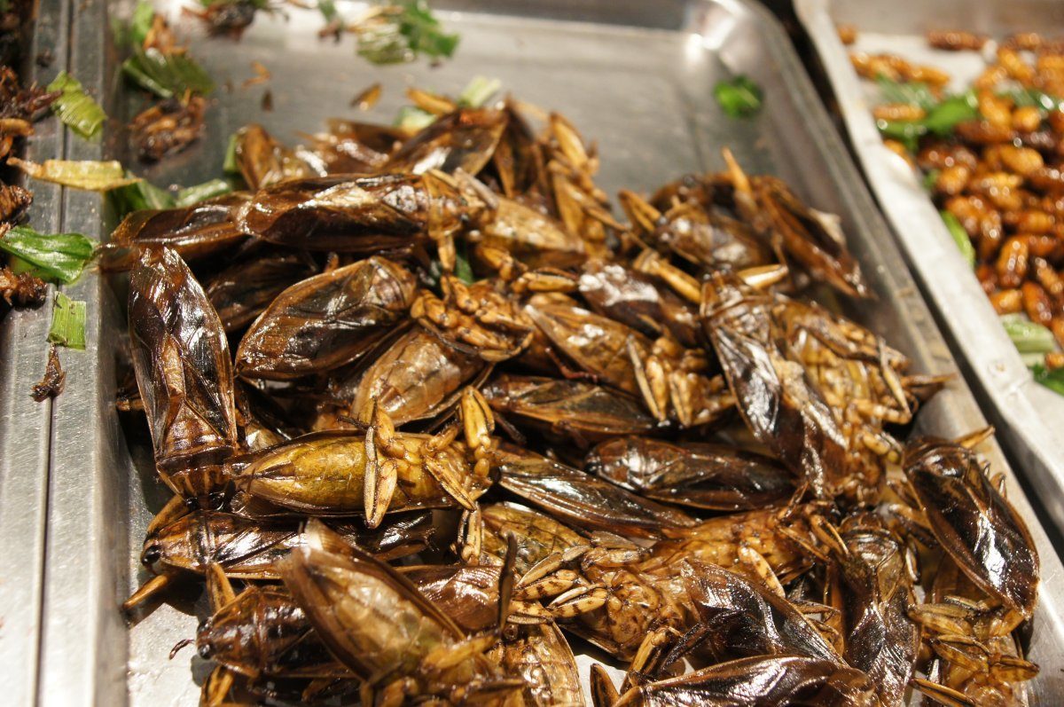 12 Edible Bugs to Taste Around the World - Page 7 of 13 - Destination Tips