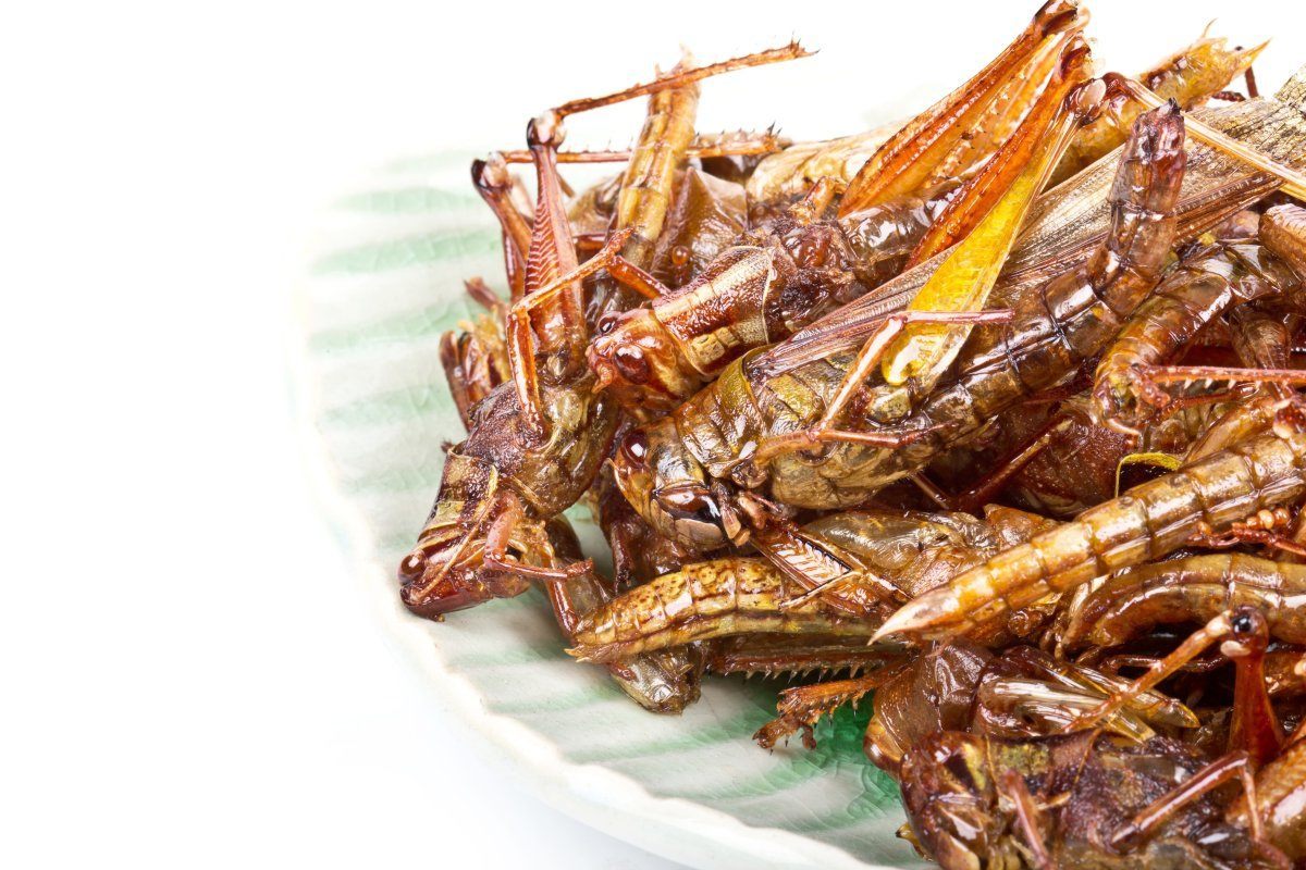 Crickets, Grasshoppers, Locusts and Cicadas