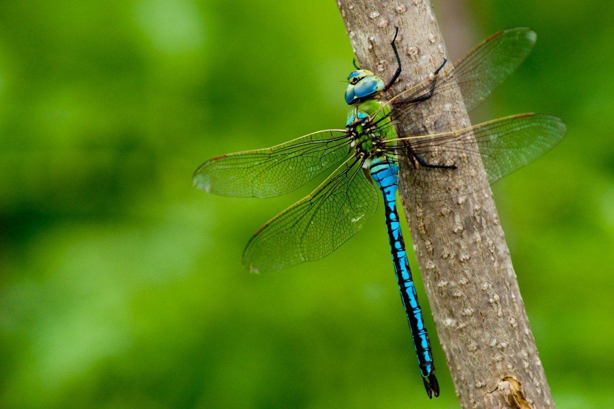 Edible Dragonfly