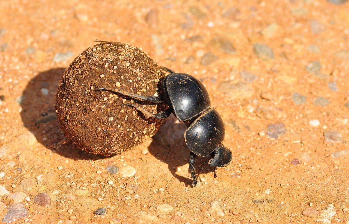 Edible Dung Beetle