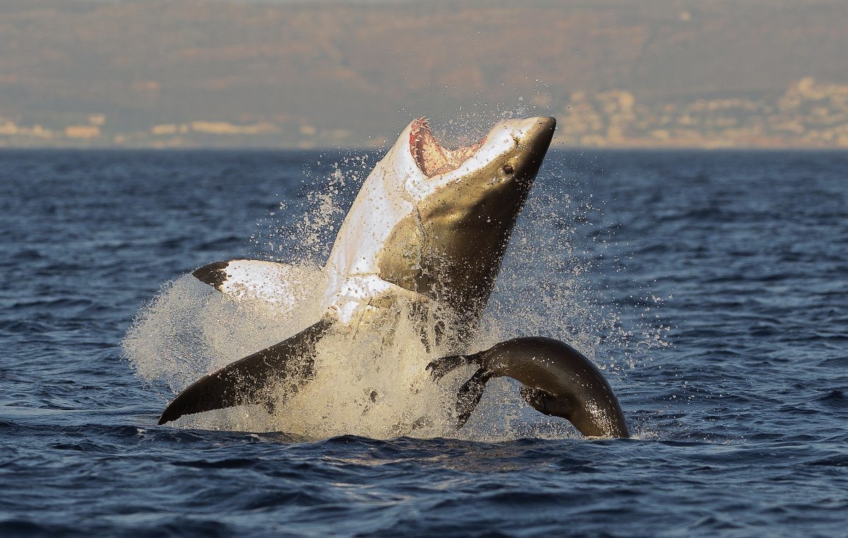 Great-White-Shark