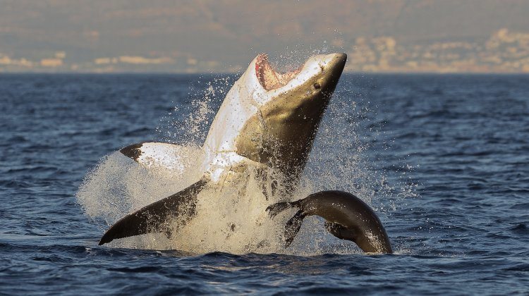 Great-White-Shark