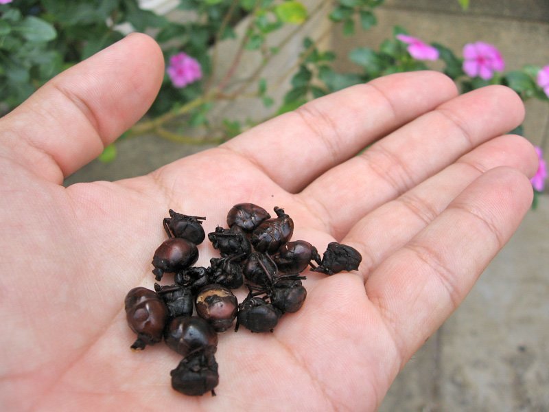 Edible Hormigas Culonas