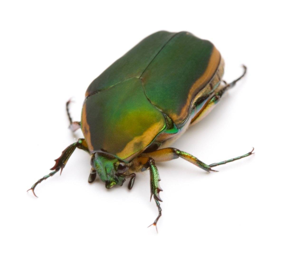 Edible June Bug