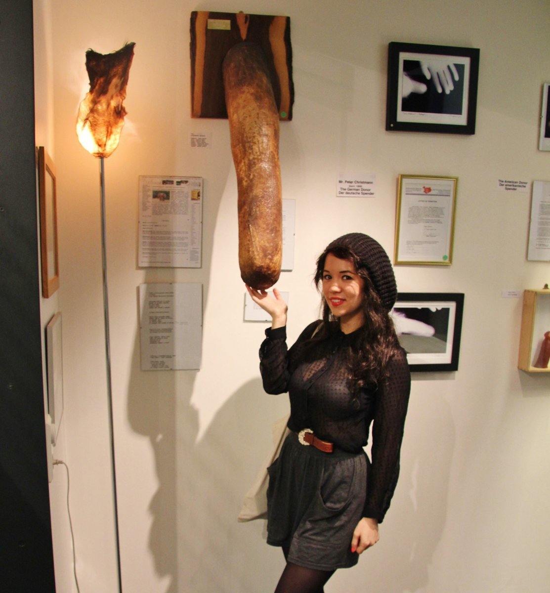 Penis Museum – Reykjavik, Iceland
