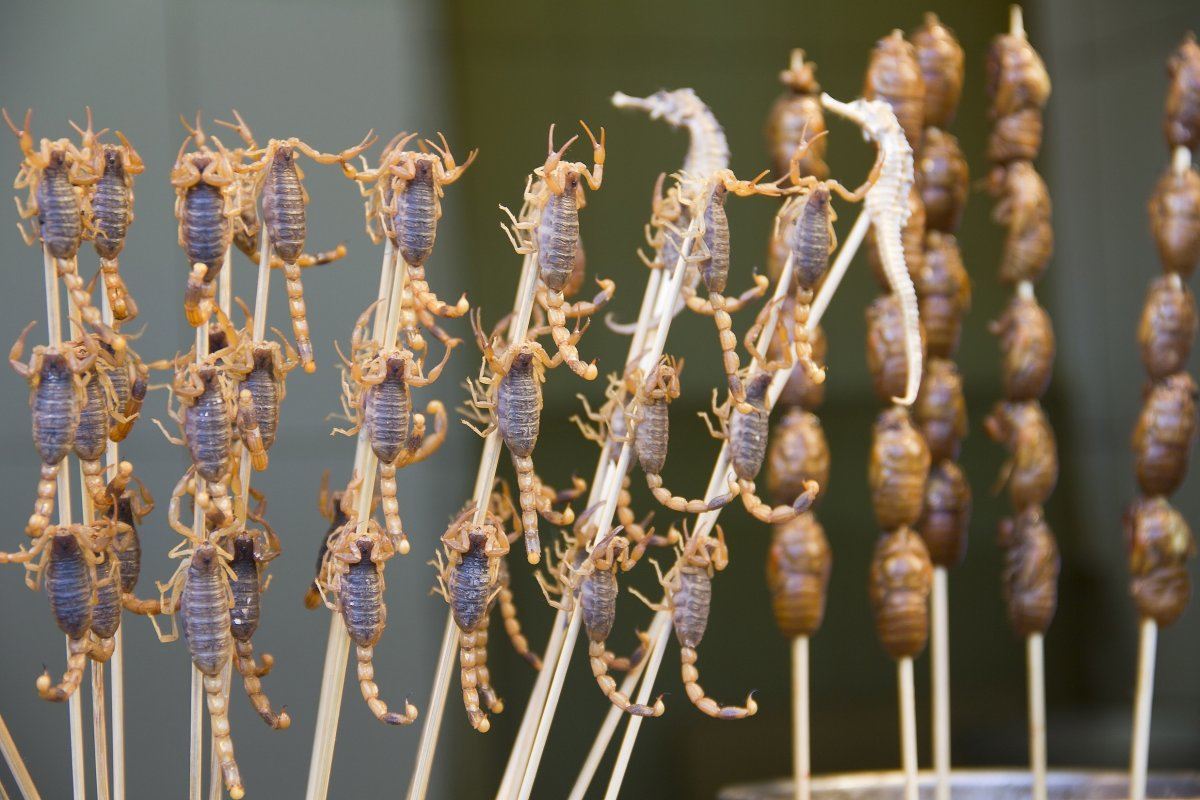 Scorpions on a stick