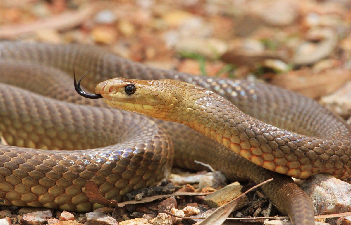 Western-Brown-Snake
