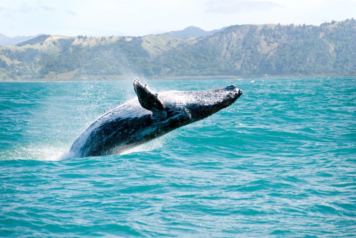 Kaikoura Whale Watching