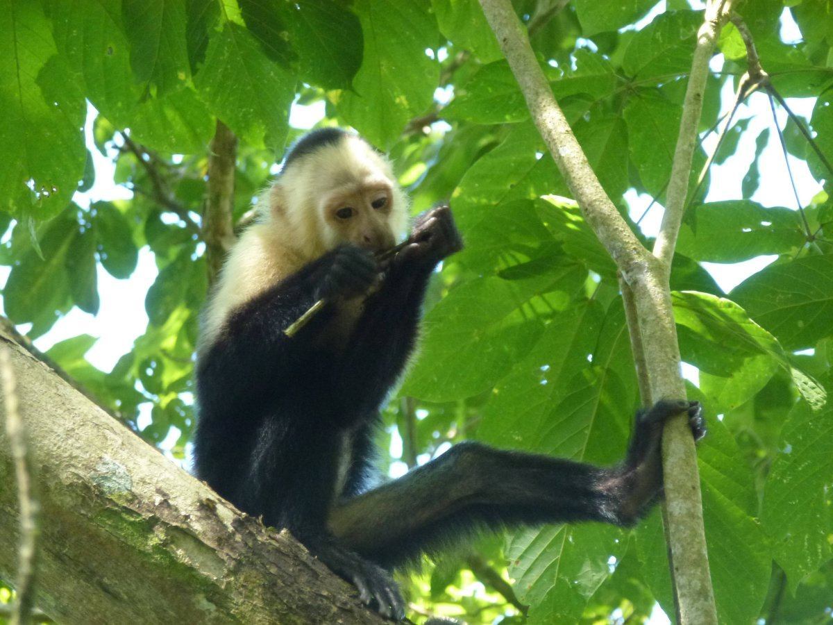 Hacienda Barú National Wildlife Refuge