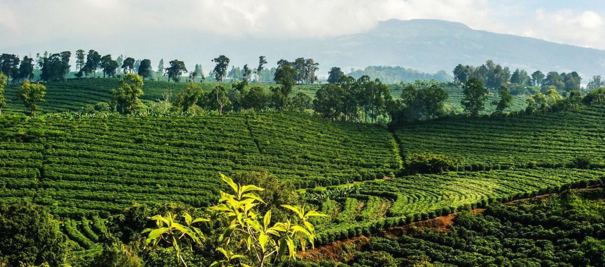 Costa Rica Coffee Plantation Tour