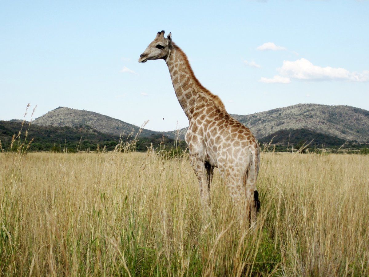 Giraffe in Pilanesberg National Park