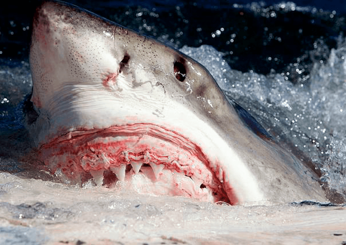 Great white sharks enjoy the Florida coast