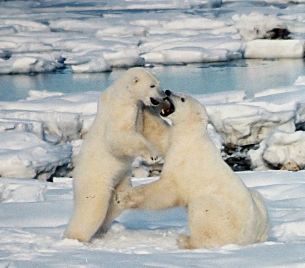 Svalbard polar bears