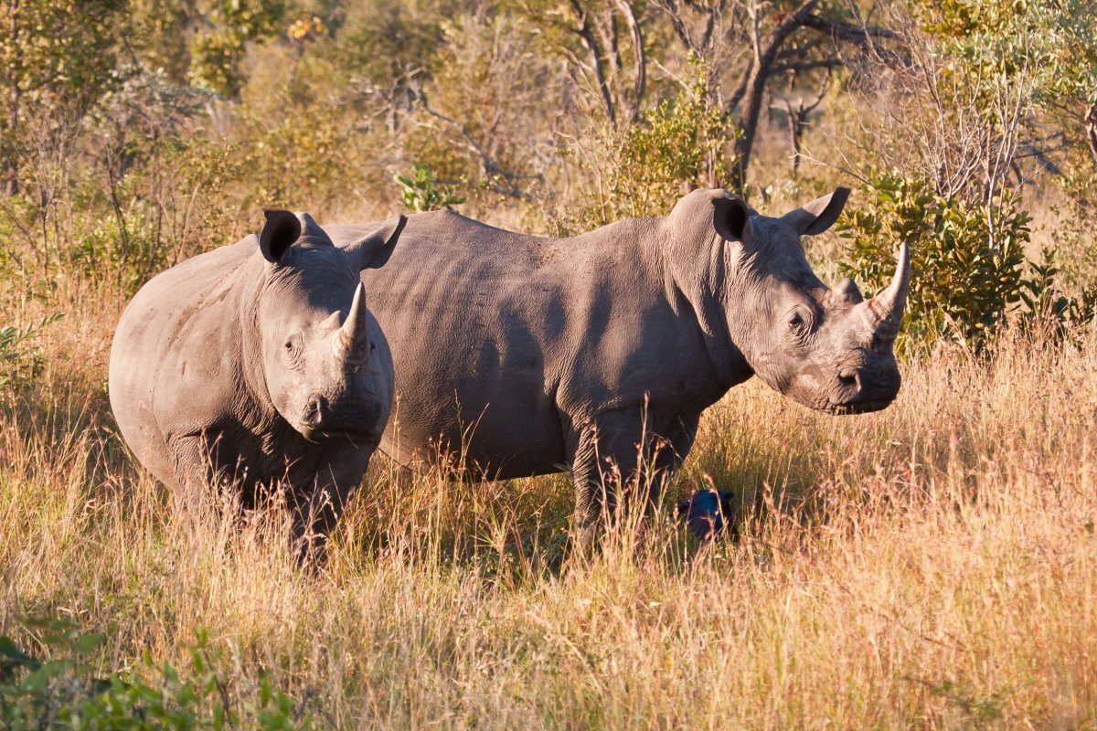 Rhinos in Markele National Park