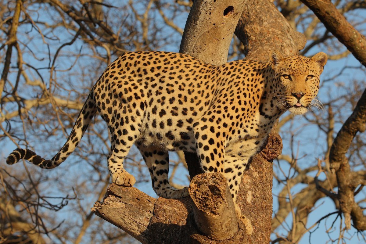Leopard at the Shamwari Game Reserve