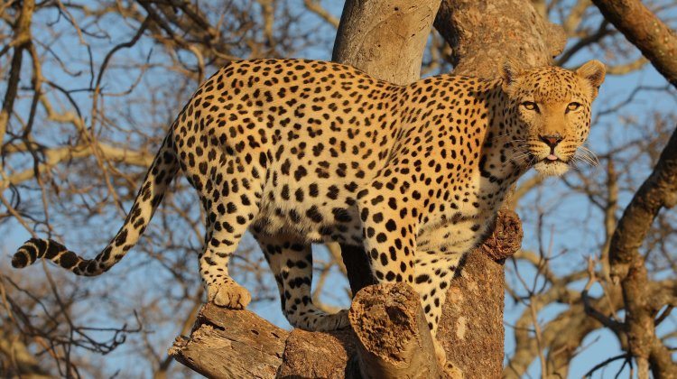 Leopard at the Shamwari Game Reserve