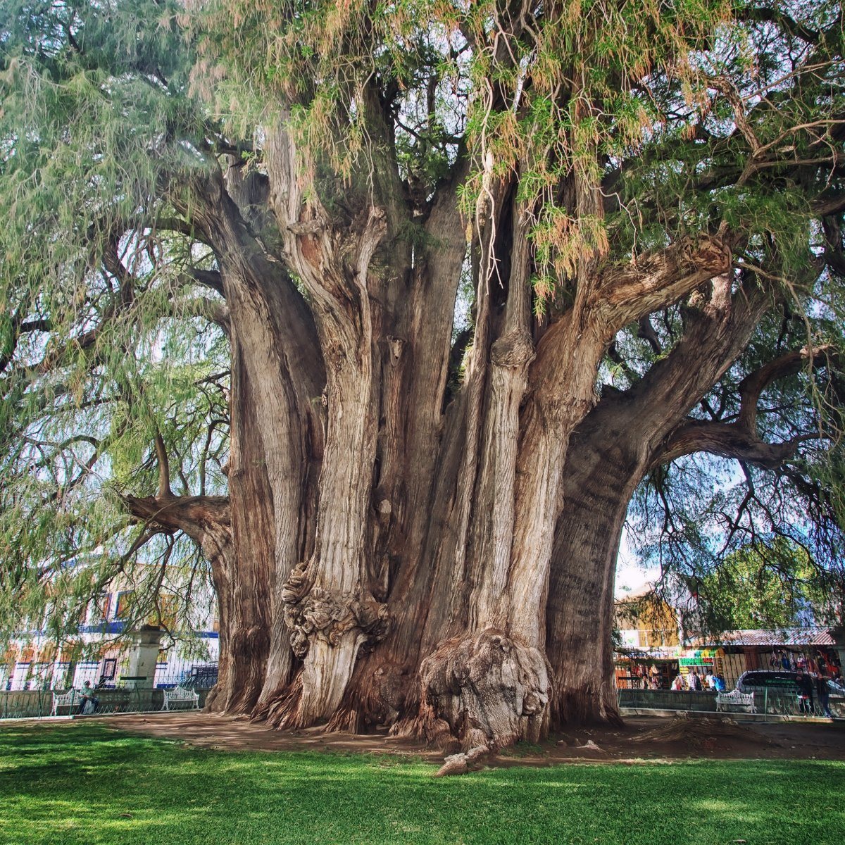 Oaxaca's enormous Tree of Tule