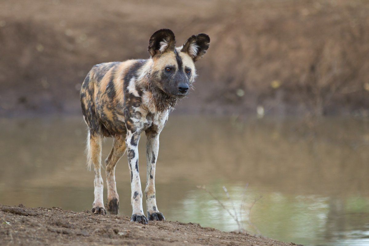 African Wild Dog in the Madikwe Game Reserve