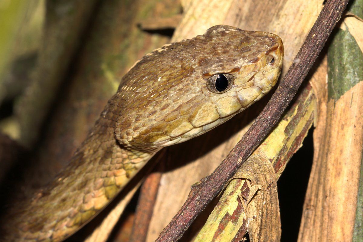 Lancehead Pit Viper