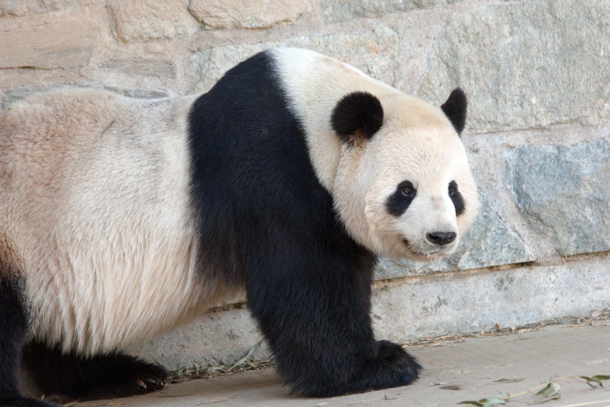 See pandas for free at the National Zoo