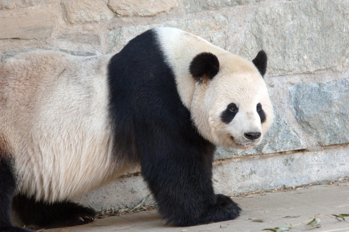 See pandas for free at the National Zoo