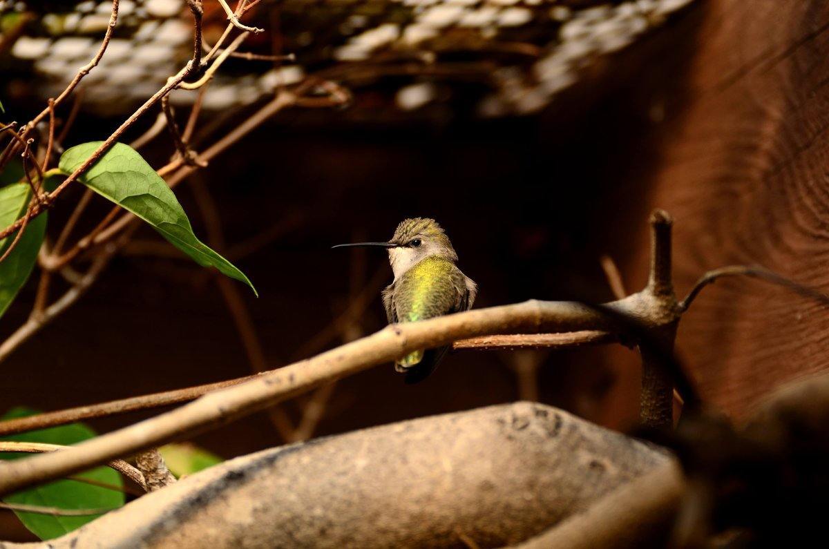 The tiny bee hummingbird is only found in Cuba.
