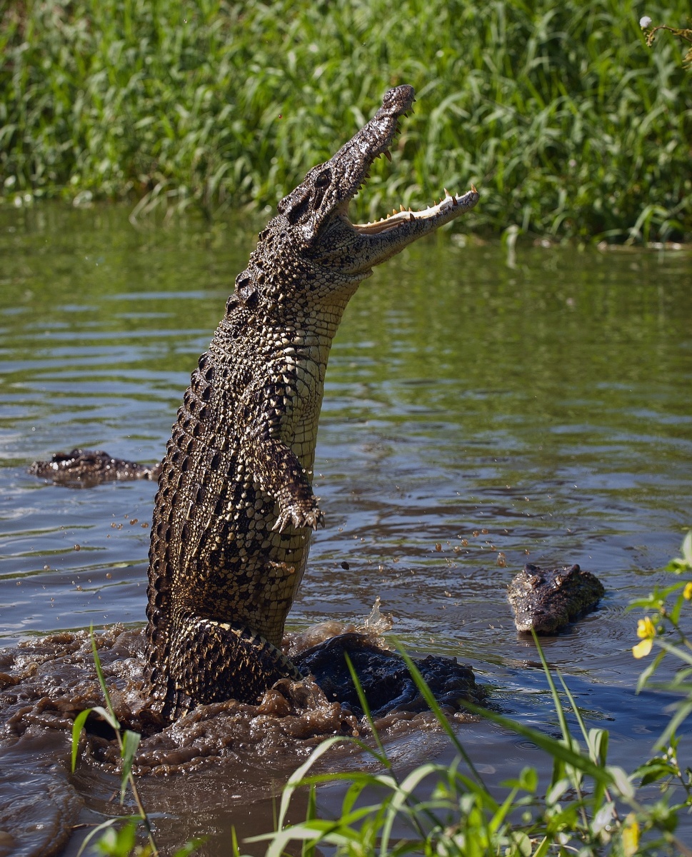 Interesting facts about Cuba, they have a leaping crocodile.