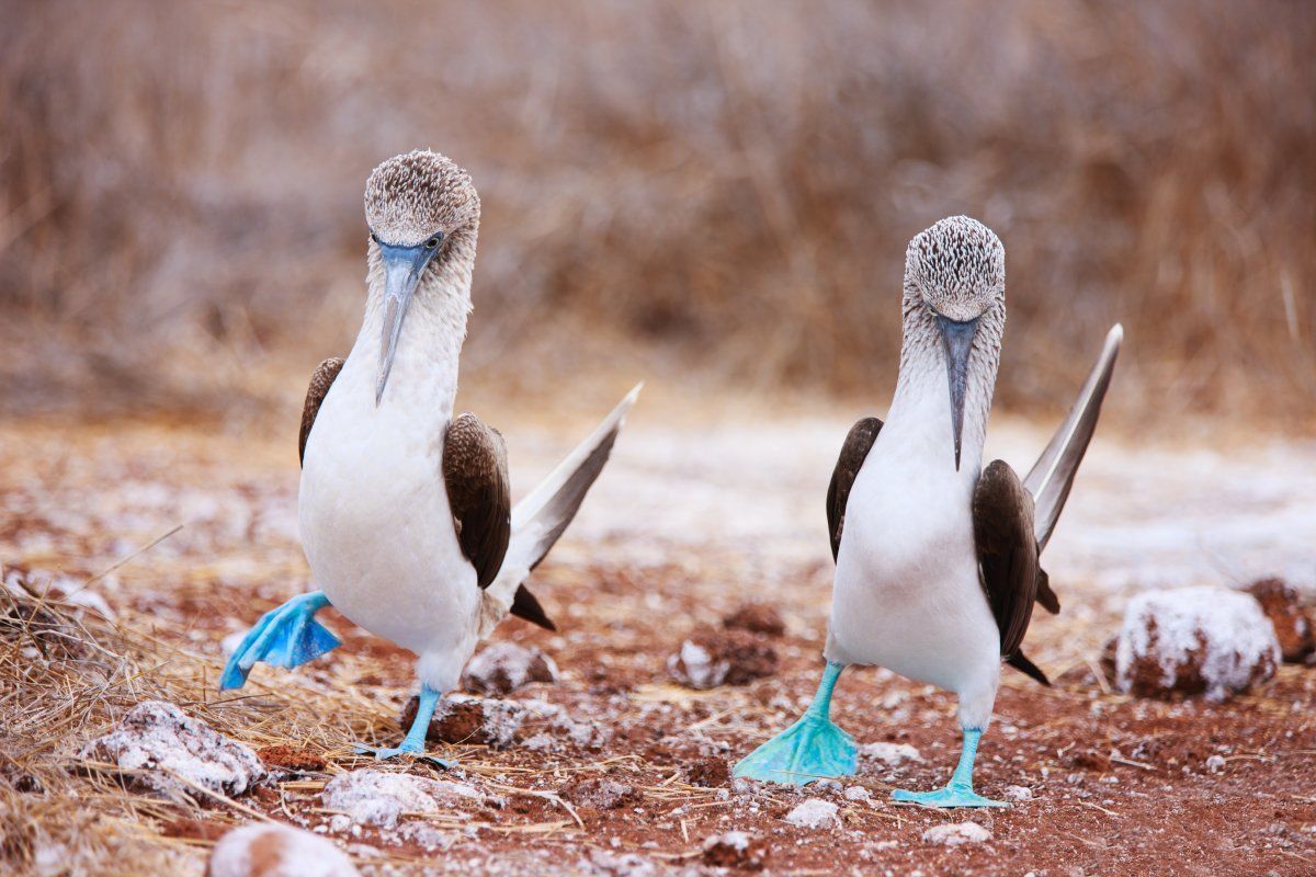 Galapagos Blue Footed Boobies