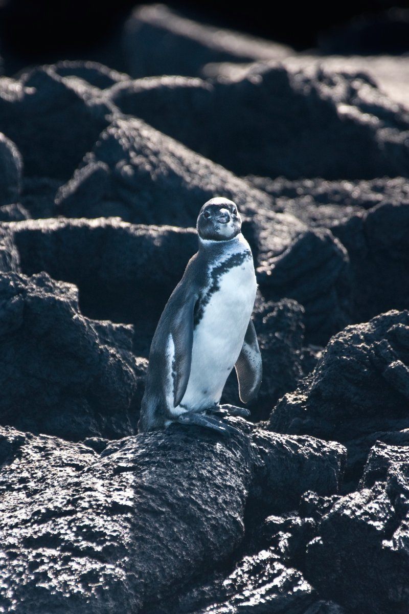 Galapagos Penguin