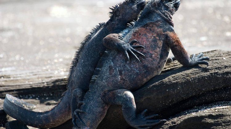 Galapagos