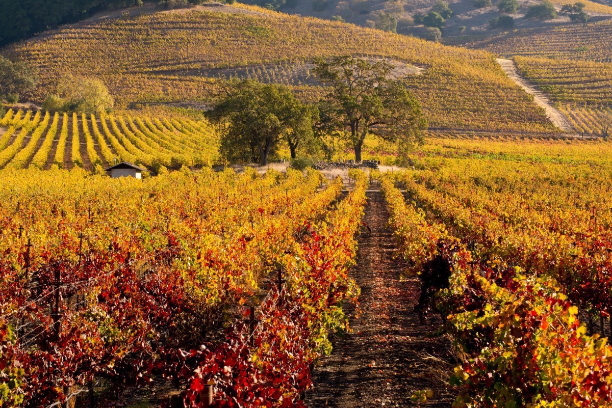 Fall colors Napa Valley