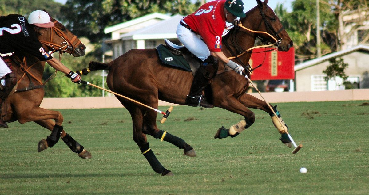 Polo in Barbados