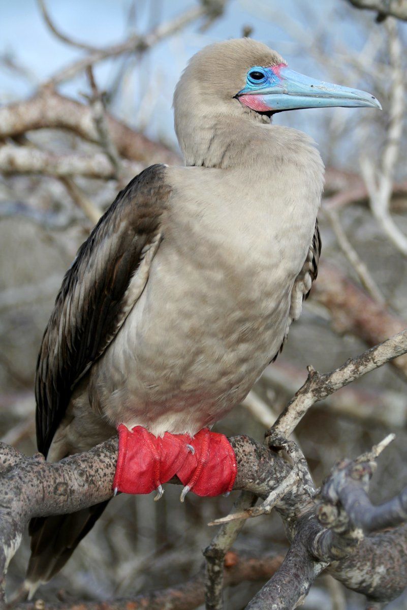 Red Footed Booby