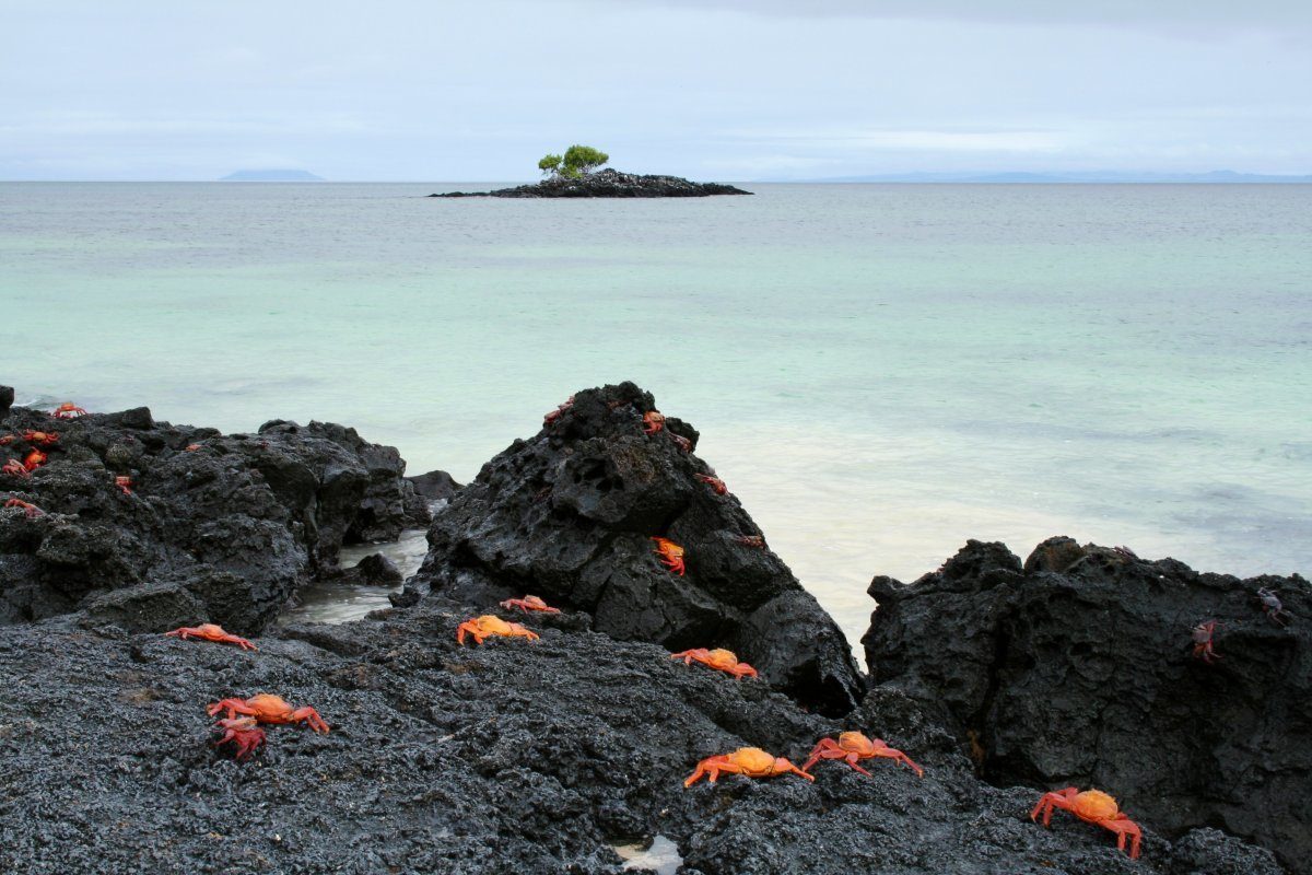 Galapagos Sally Lightfoot Crabs
