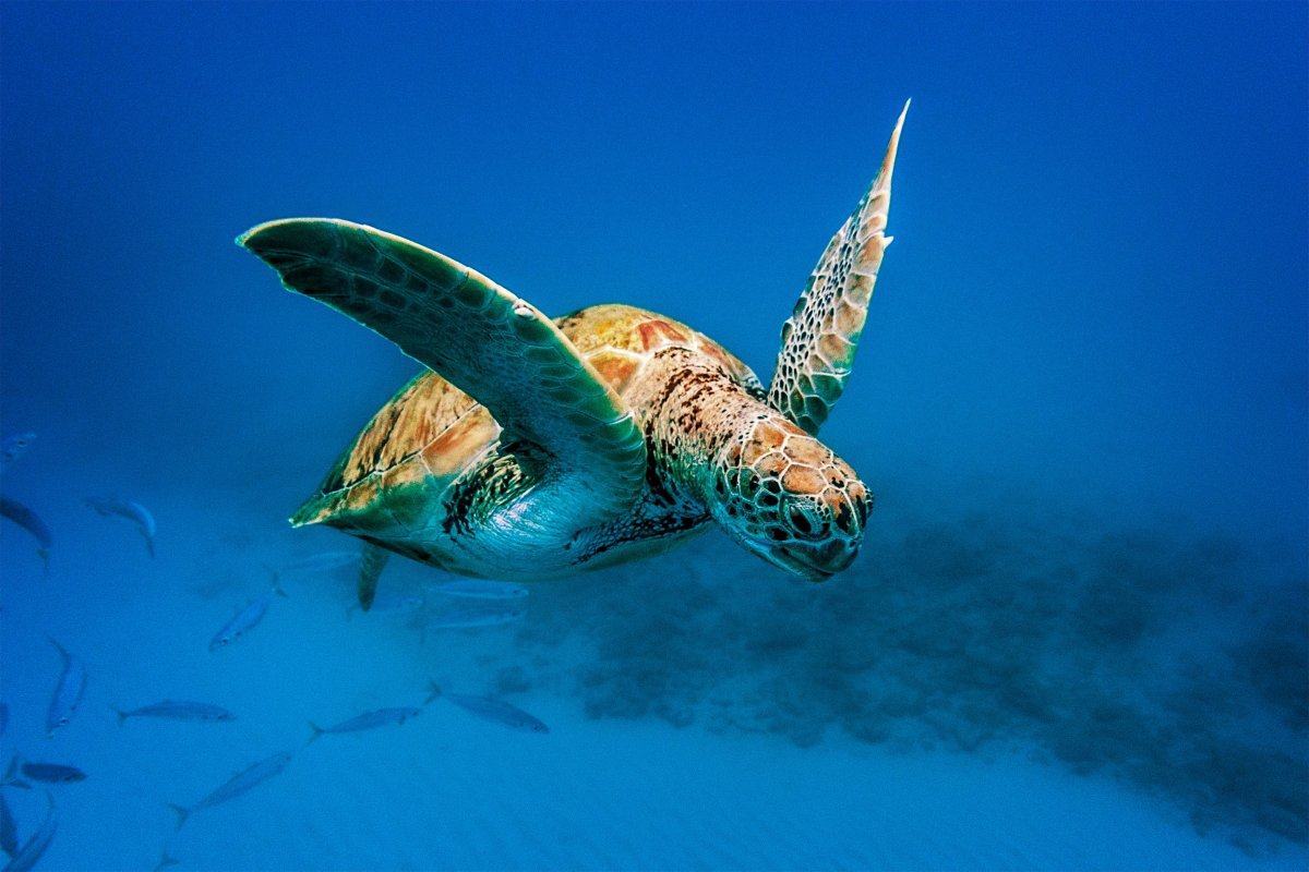 Barbados turtles