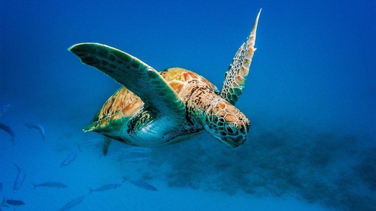 Barbados turtles