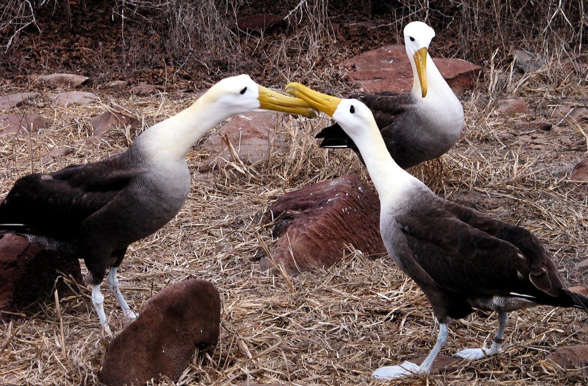 Galapagos Waved Albatross