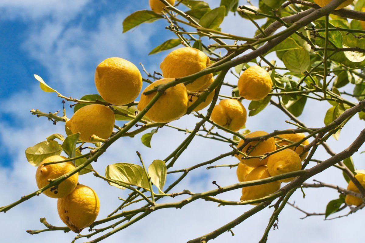 Lemons on the Isle of Capri