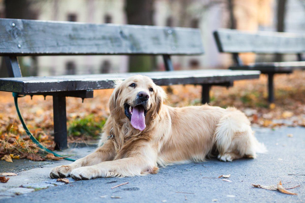 dog friendly cities in America