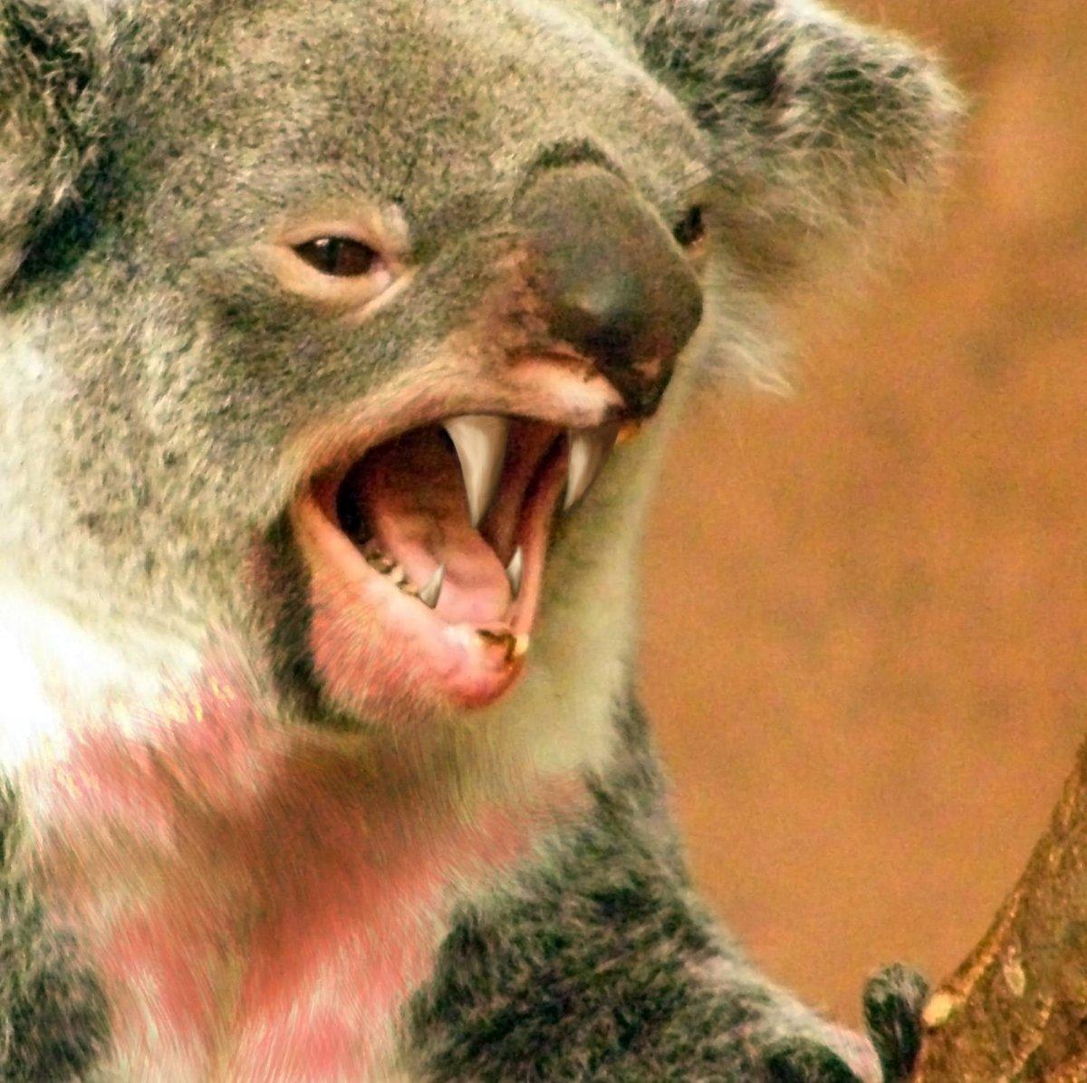 what not to do in Australia