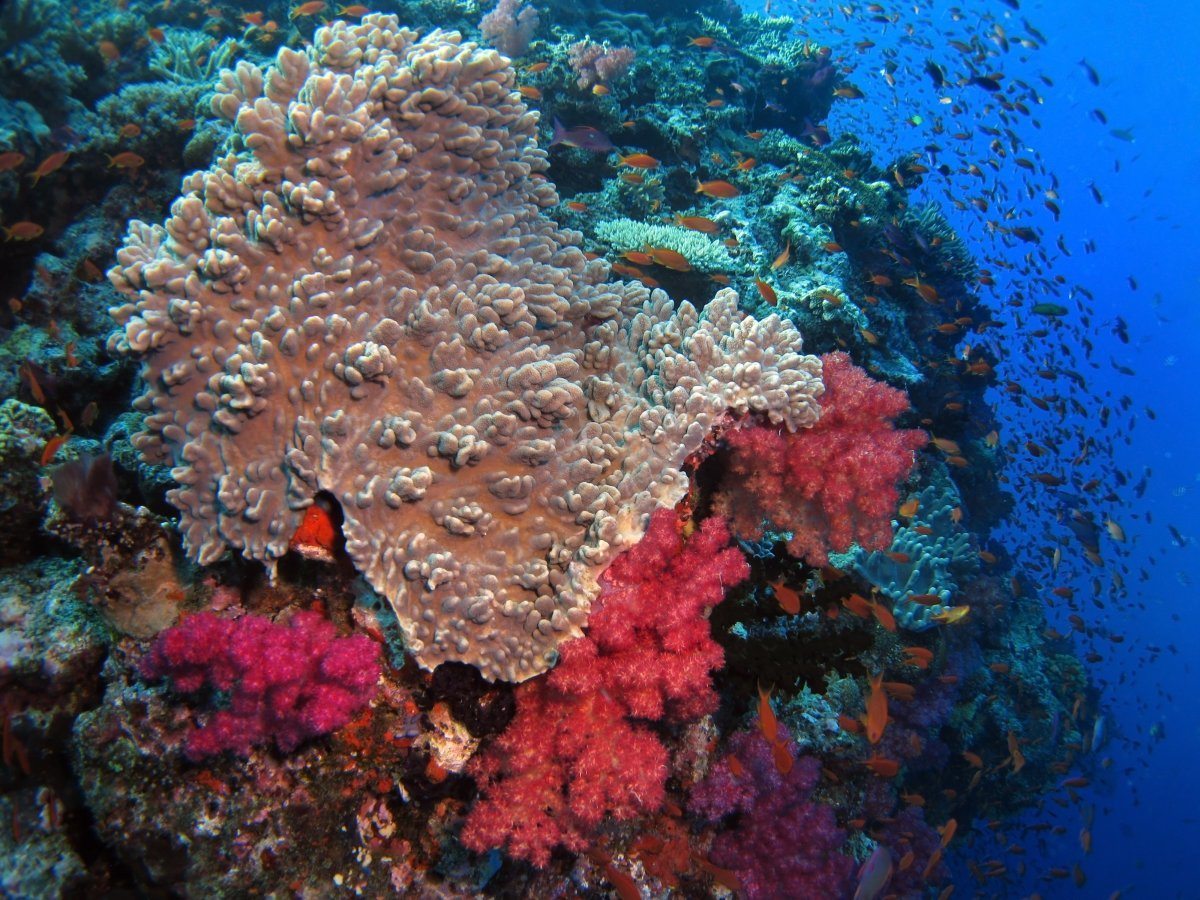 best scuba diving locations in the world