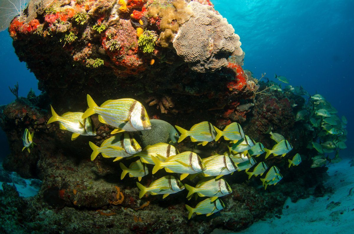 best scuba diving locations in the world