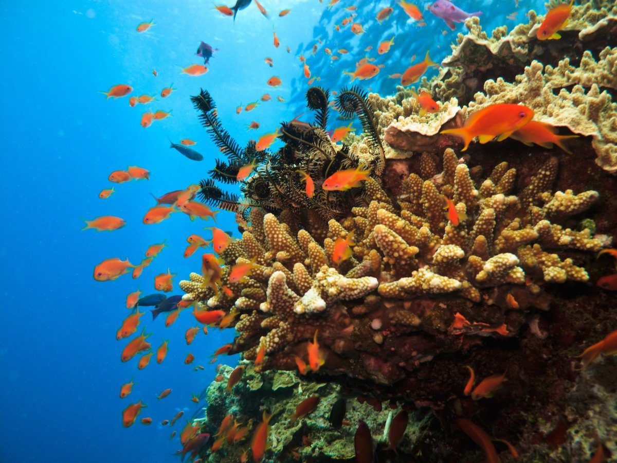 best scuba diving locations in the world