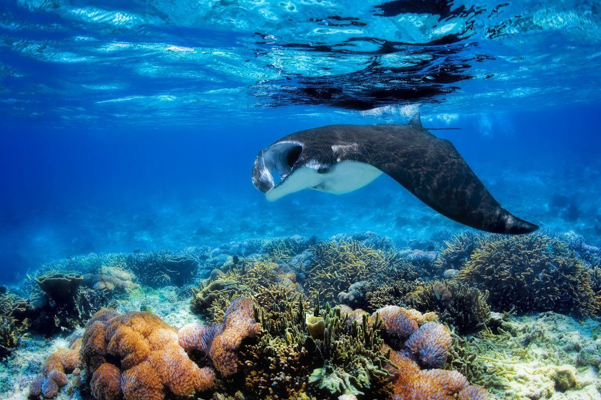 best scuba diving locations in the world